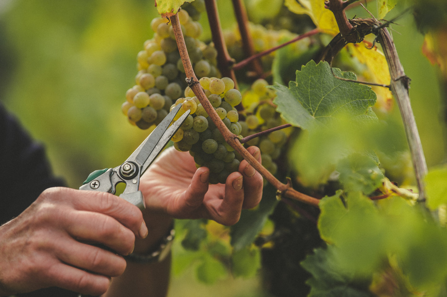 SAUERWEINS Weingut
