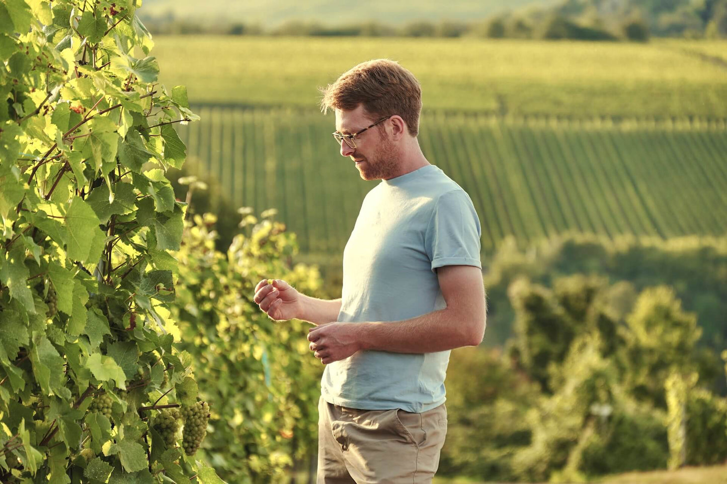 SAUERWEINS Weingut
