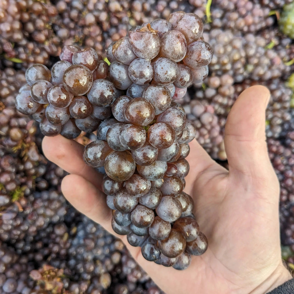 
                  
                    2023er Gewürztraminer Süß
                  
                