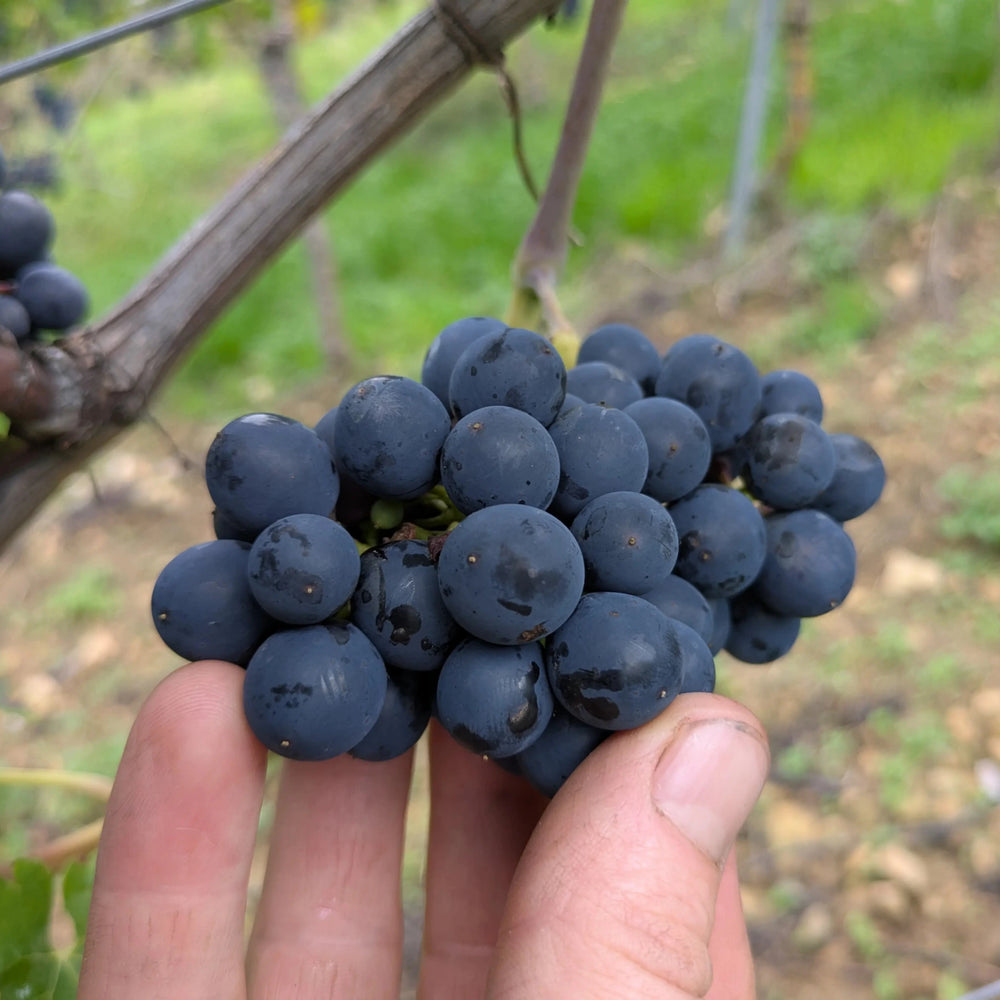 
                  
                    2018er Syrah Briesch
                  
                