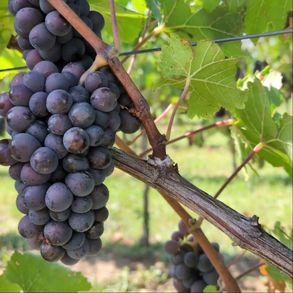 
                  
                    Video in der Galerie ansehen und abspielen, 2024er Grauburgunder vom Muschelkalk
                  
                