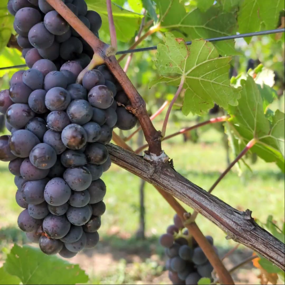 
                  
                    Video in der Galerie ansehen und abspielen, 2024er Grauburgunder vom Muschelkalk
                  
                